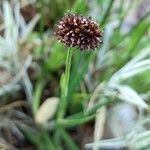 Juncus ensifolius habit picture by Else Nolden (cc-by-sa)