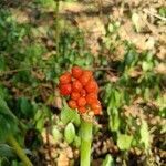 Arum cylindraceum fruit picture by yostarone (cc-by-sa)