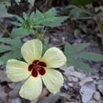 Hibiscus surattensis flower picture by Herwig Mees (cc-by-sa)