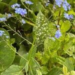 Brunnera macrophylla leaf picture by David Hocken (cc-by-sa)