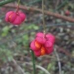 Euonymus europaeus fruit picture by Svidzynska Olha (cc-by-sa)