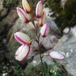 Ixia maculata flower picture by Sebastien Chalmeau (cc-by-sa)