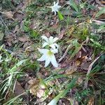 Zephyranthes treatiae flower picture by Therese Stewart (cc-by-sa)