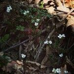 Cardamine plumieri flower picture by Teresoulini (cc-by-sa)