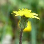 Podospermum laciniatum flower picture by francois tissot (cc-by-sa)