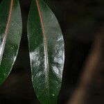 Tambourissa elliptica leaf picture by E. Mouysset (cc-by-sa)