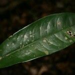 Lecythis persistens leaf picture by Jean-François Molino (cc-by-sa)