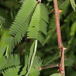 Mimosa xanthocentra leaf picture by Nelson Zamora Villalobos (cc-by-nc)