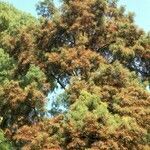 Taxodium distichum habit picture by Daniel Barthelemy (cc-by-nc)