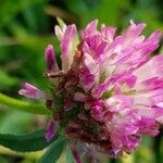 Trifolium lappaceum flower picture by Frédéric Faure (cc-by-sa)