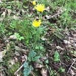 Pilosella glacialis habit picture by Frederic Vieilledent (cc-by-sa)