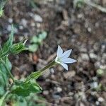 Nicotiana plumbaginifolia flower picture by Denis Bastianelli (cc-by-sa)