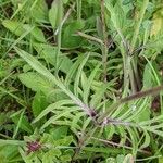 Scabiosa lucida leaf picture by Claus-Dieter Seidel (cc-by-sa)