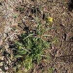 Sisymbrella aspera habit picture by nicolas Francois (cc-by-sa)