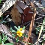 Pultenaea linophylla flower picture by Jian Chen (cc-by-sa)