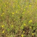 Sisymbrium loeselii flower picture by Mathew March (cc-by-sa)