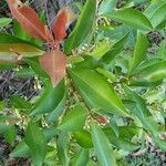 Ardisia elliptica leaf picture by lisa lisa harling (cc-by-sa)