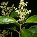 Miconia theizans flower picture by Nelson Zamora Villalobos (cc-by-nc)