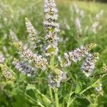 Mentha suaveolens flower picture by Gamerro Roberto (cc-by-sa)