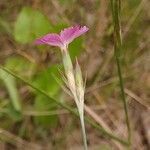 Dianthus borbasii flower picture by Alexander Baransky (cc-by-sa)