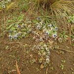 Eryngium carlinae habit picture by Fabien Anthelme (cc-by-sa)