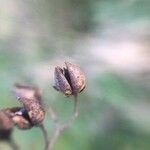 Scrophularia scorodonia fruit picture by Adrien Broni (cc-by-sa)