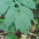 Actaea pachypoda leaf picture by Perry Perry Rancourt (cc-by-sa)