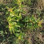 Gentiana cruciata leaf picture by Sylvie Dewasmes (cc-by-sa)