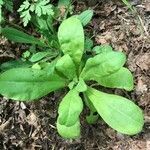 Calendula officinalis leaf picture by Ghislave Sosnowski (cc-by-sa)