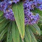 Echium candicans leaf picture by Jean-Marie Frenoux (cc-by-sa)