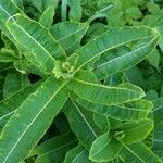 Asclepias purpurascens leaf picture by Susan DeCicco (cc-by-sa)