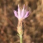 Centaurea aristata flower picture by Diego Alex (cc-by-sa)