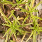 Campanula excisa leaf picture by Martin Bishop (cc-by-sa)