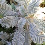 Tanacetum haradjanii leaf picture by Palo Rapos (cc-by-sa)