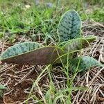 Ledebouria kirkii leaf picture by Susan Brown (cc-by-sa)