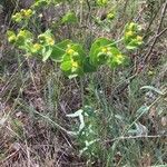 Euphorbia serrata habit picture by jean claude Bonnin (cc-by-sa)