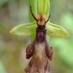 Ophrys insectifera fruit picture by Yoan MARTIN (cc-by-sa)