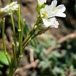 Arabis collina fruit picture by Bernard Evrad (cc-by-sa)