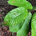 Dipterocarpus sublamellatus leaf picture by Pierre Bonnet (cc-by-sa)