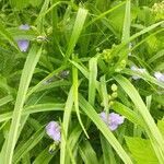 Tradescantia occidentalis flower picture by Jean Dickson (cc-by-sa)