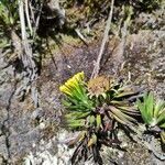 Werneria pumila habit picture by Mariette Laumond (cc-by-sa)