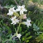 Silene douglasii flower picture by Susan Graham (cc-by-sa)