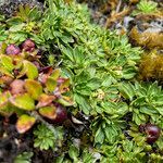 Azorella aretioides habit picture by Fabien Anthelme (cc-by-sa)