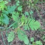 Chamaecrista fasciculata leaf picture by Amber Benbow (cc-by-sa)