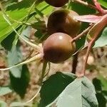 Rosa glauca fruit picture by OutSa (cc-by-sa)