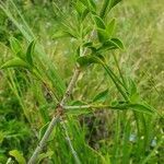 Pyrostria phyllanthoidea habit picture by susan brown (cc-by-sa)