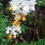 Calanthe sylvatica flower picture by François Treil (cc-by-sa)