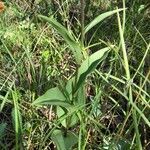 Epipactis atrorubens leaf picture by Frederic Vieilledent (cc-by-sa)