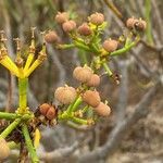 Euphorbia lamarckii fruit picture by Sastre Oriol (cc-by-sa)