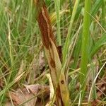 Anacamptis laxiflora leaf picture by Pierre LEON (cc-by-sa)